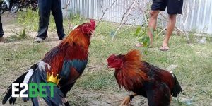 Kinh nghiệm đi xem đá gà Thomo