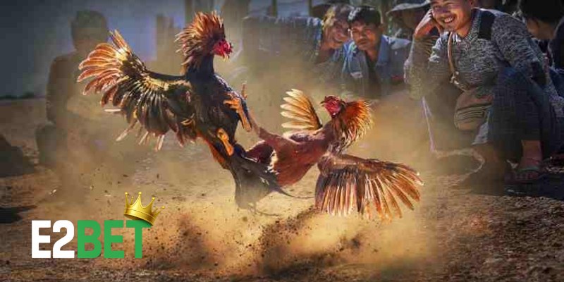 Ảnh gà đá Thomo đẹp