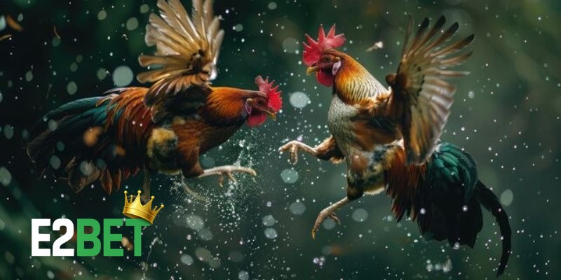 Bí quyết thắng đá gà Thomo