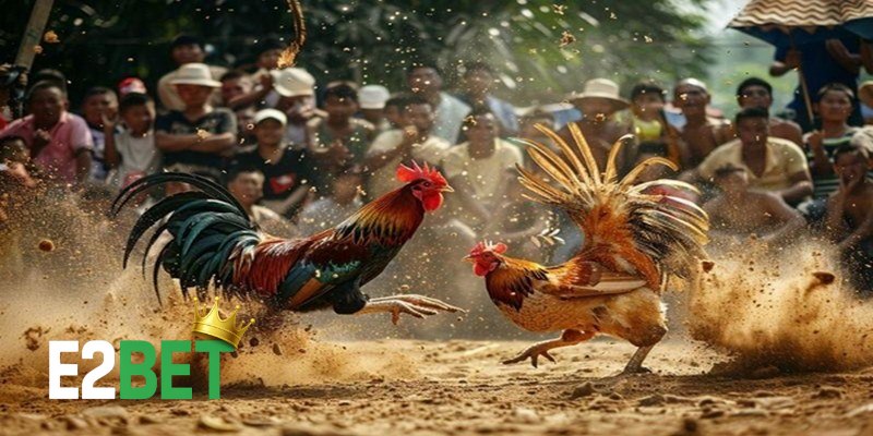 Các Giải Đá Gà Thomo