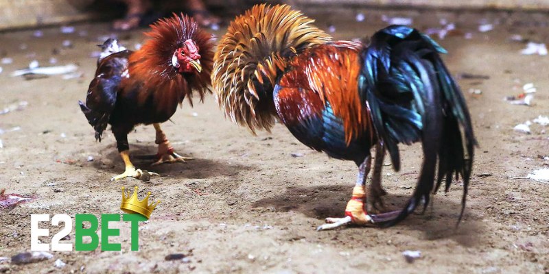Kinh nghiệm đi xem đá gà Thomo