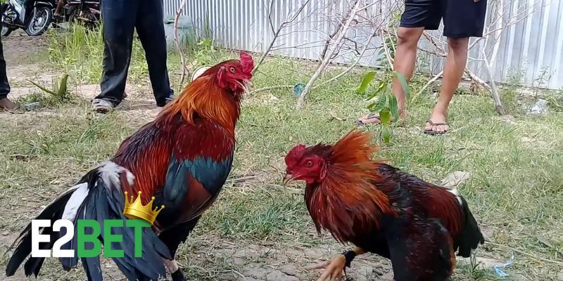 Kinh nghiệm đi xem đá gà Thomo