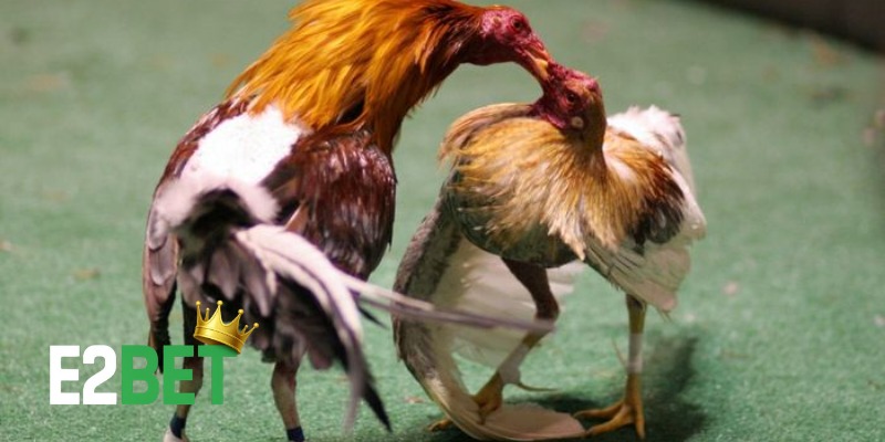 Lịch Sử Đá Gà Thomo