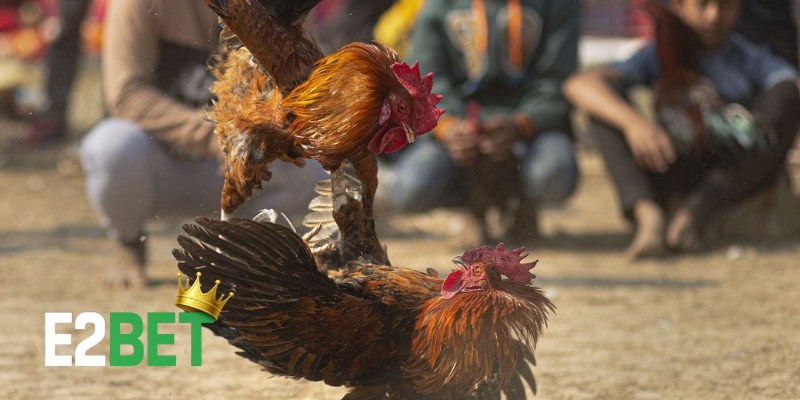 Mẹo chọn cựa gà đá Thomo