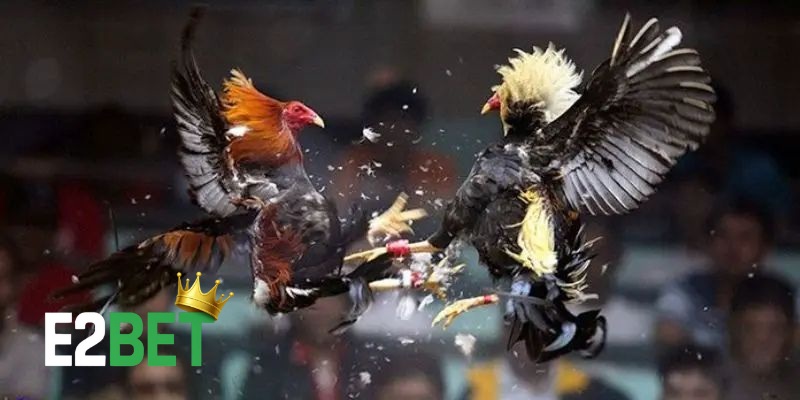 Thomo Ở Đâu