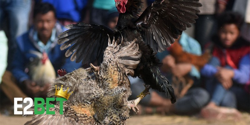 Thức Ăn Cho Gà Đá Thomo